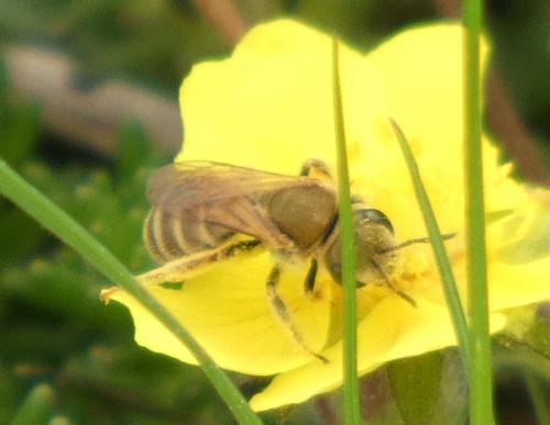 Réf. 340 343 : Seladonia sp.